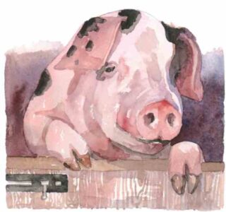 Raising Pigs 101: Understanding Pig Sounds and Porcine Terminology Image